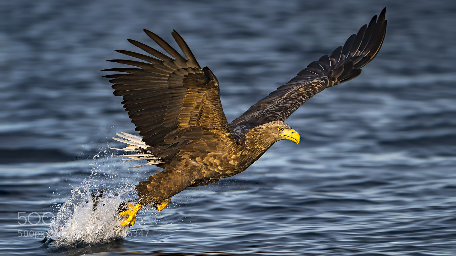 Panasonic Lumix DC-G9 sample photo. Sea eagle photography