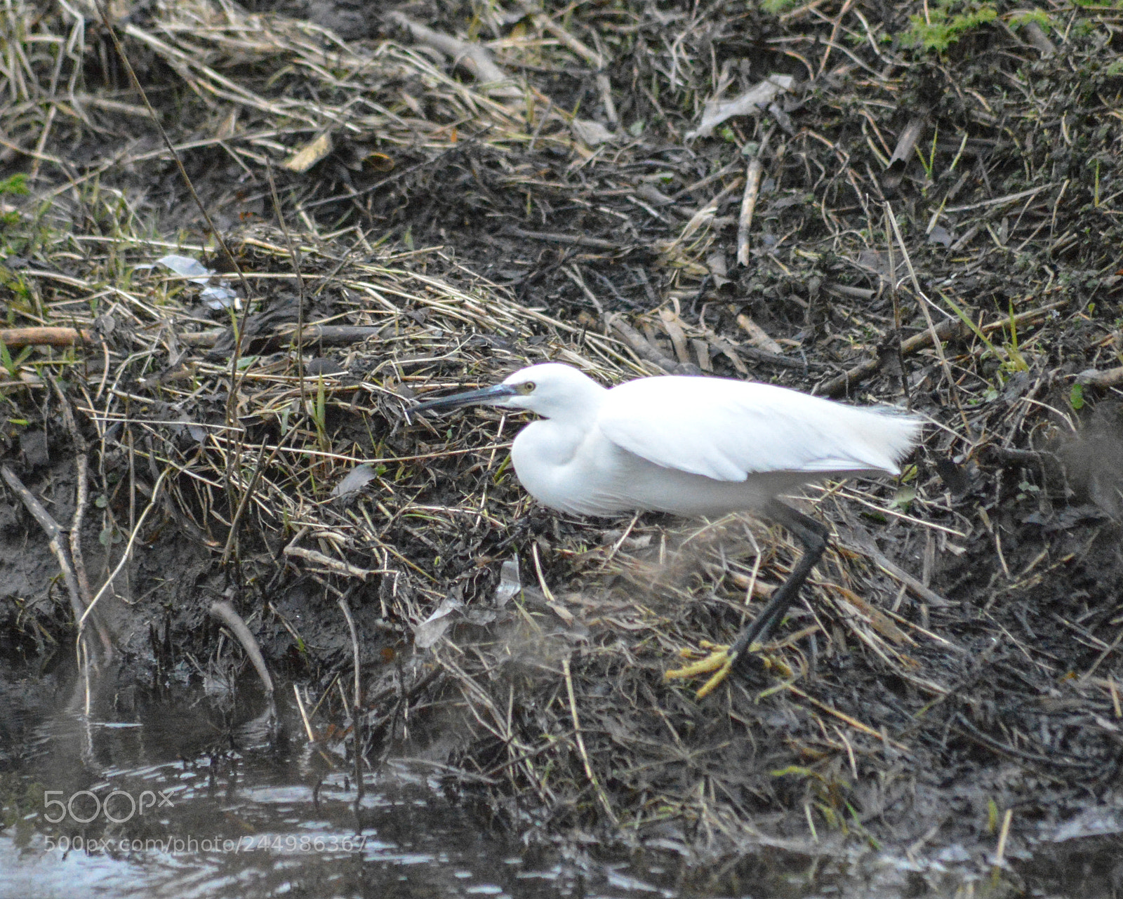 Nikon D3200 sample photo. Little egret on kingshurst photography