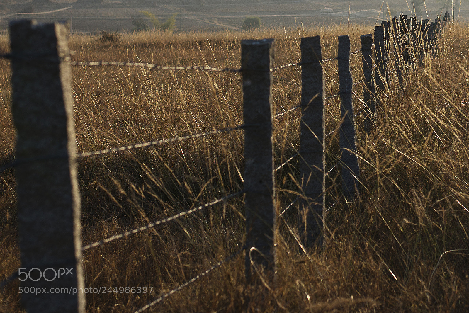 Nikon D610 sample photo. Border photography
