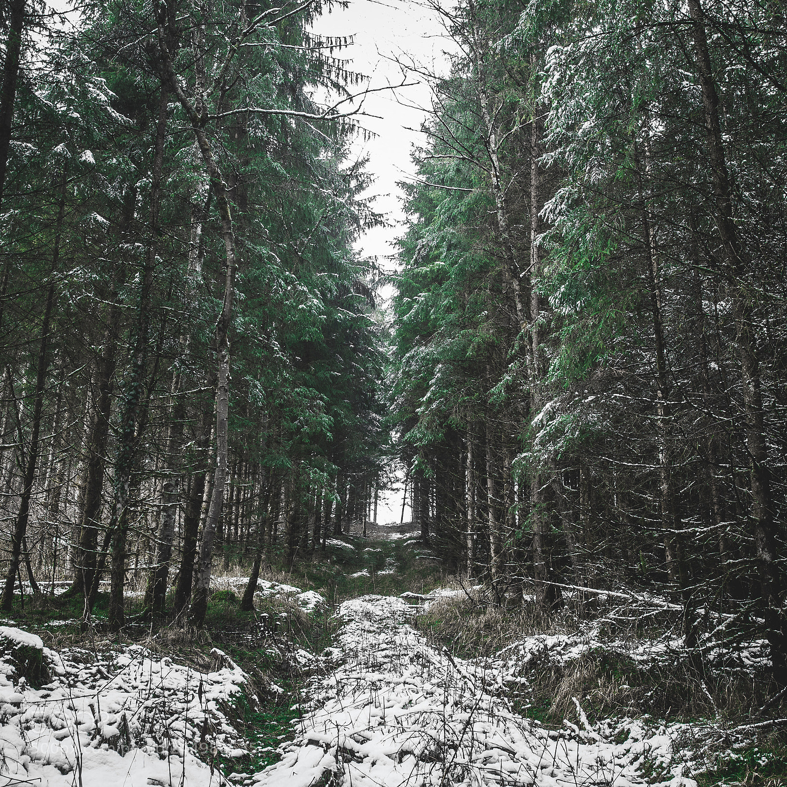 Canon EOS-1D Mark III sample photo. In the woods photography