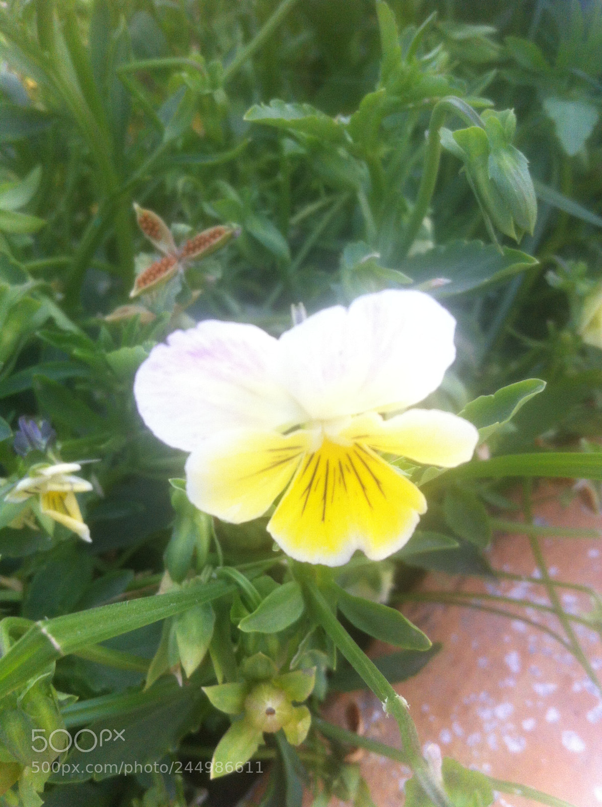 Apple iPhone 4 sample photo. Img photography