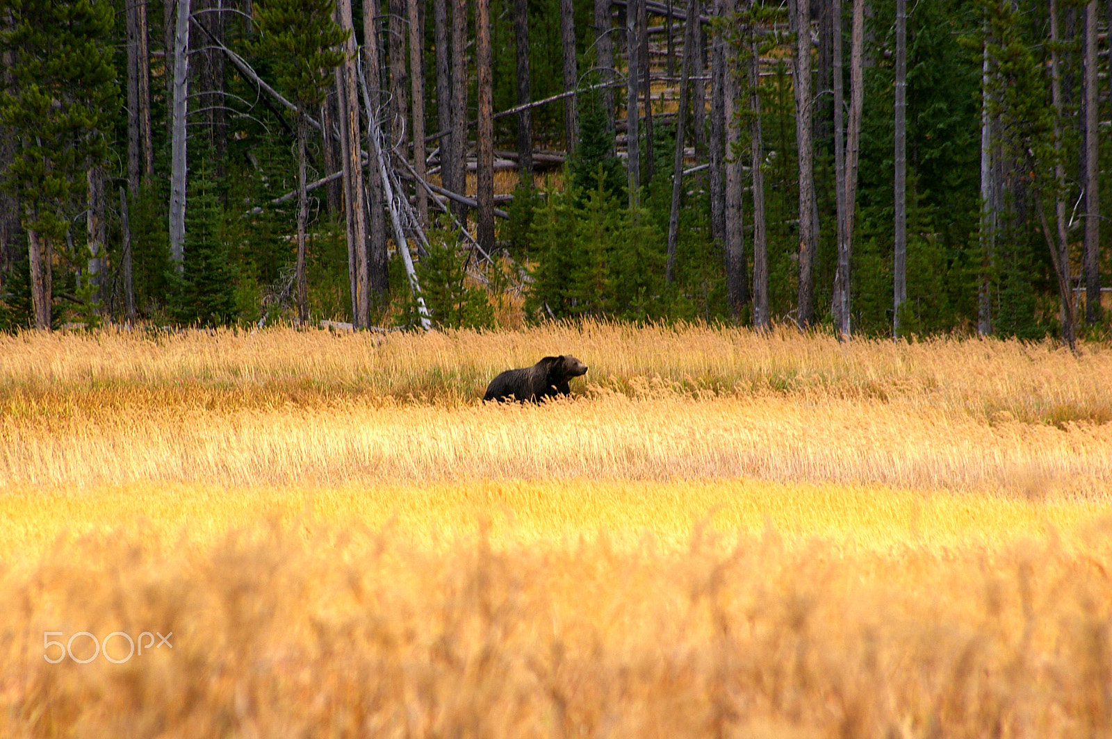 Samsung GX-1L sample photo. Grizzly bear, yellowstone np, usa photography