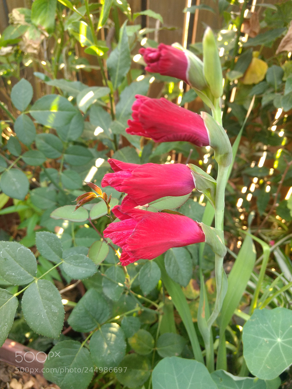 Motorola Moto Z Play sample photo. Untitled photography