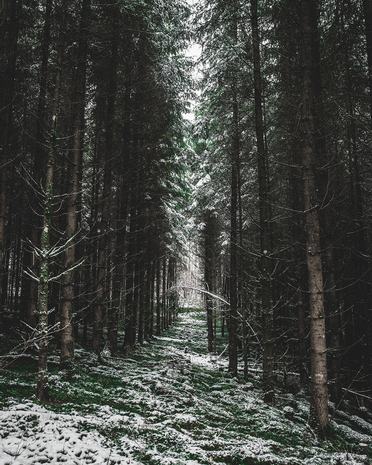 Canon EOS-1D Mark III sample photo. In the woods photography