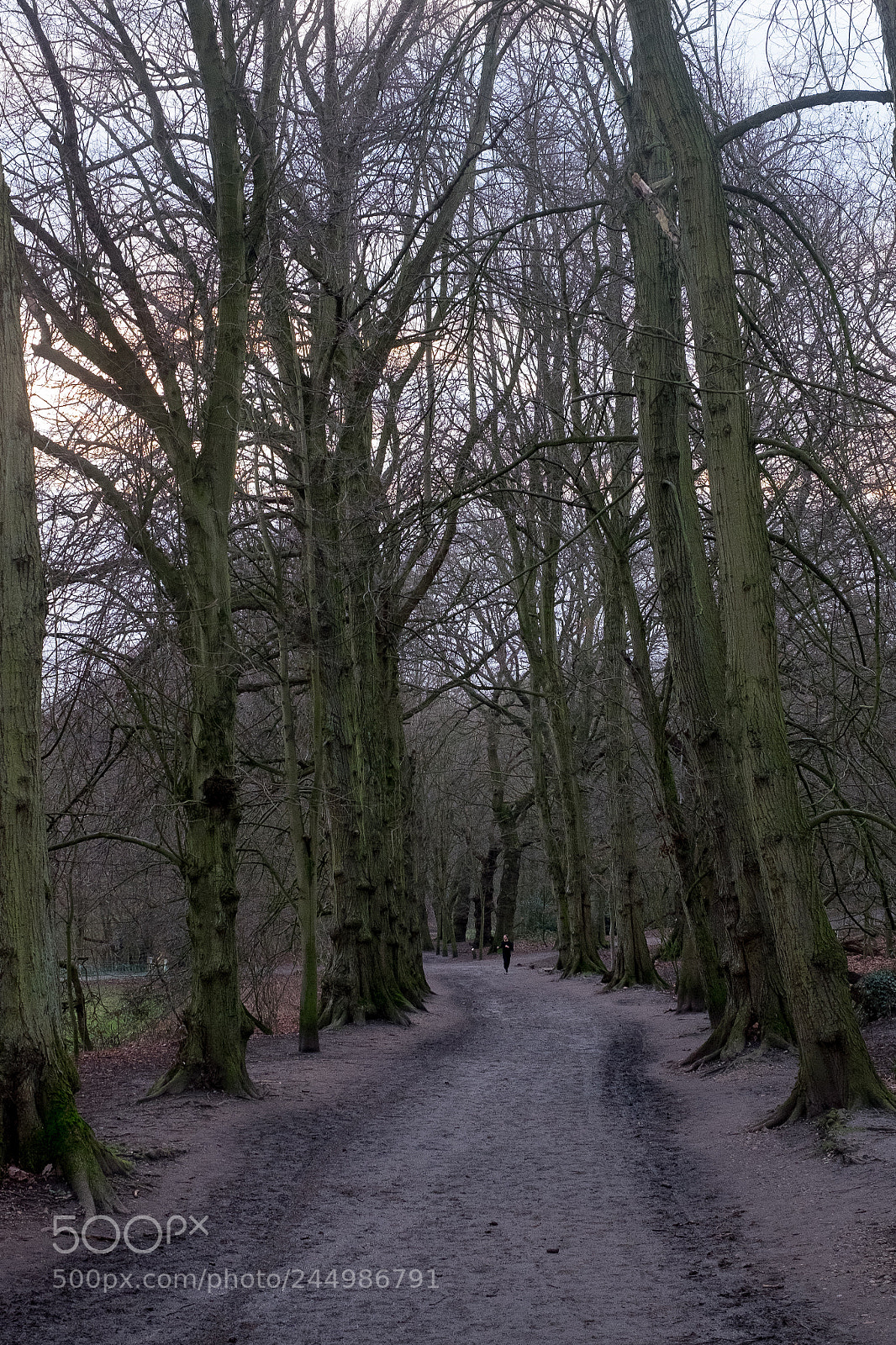 Fujifilm X-T1 sample photo. Avenue, hampstead heath photography