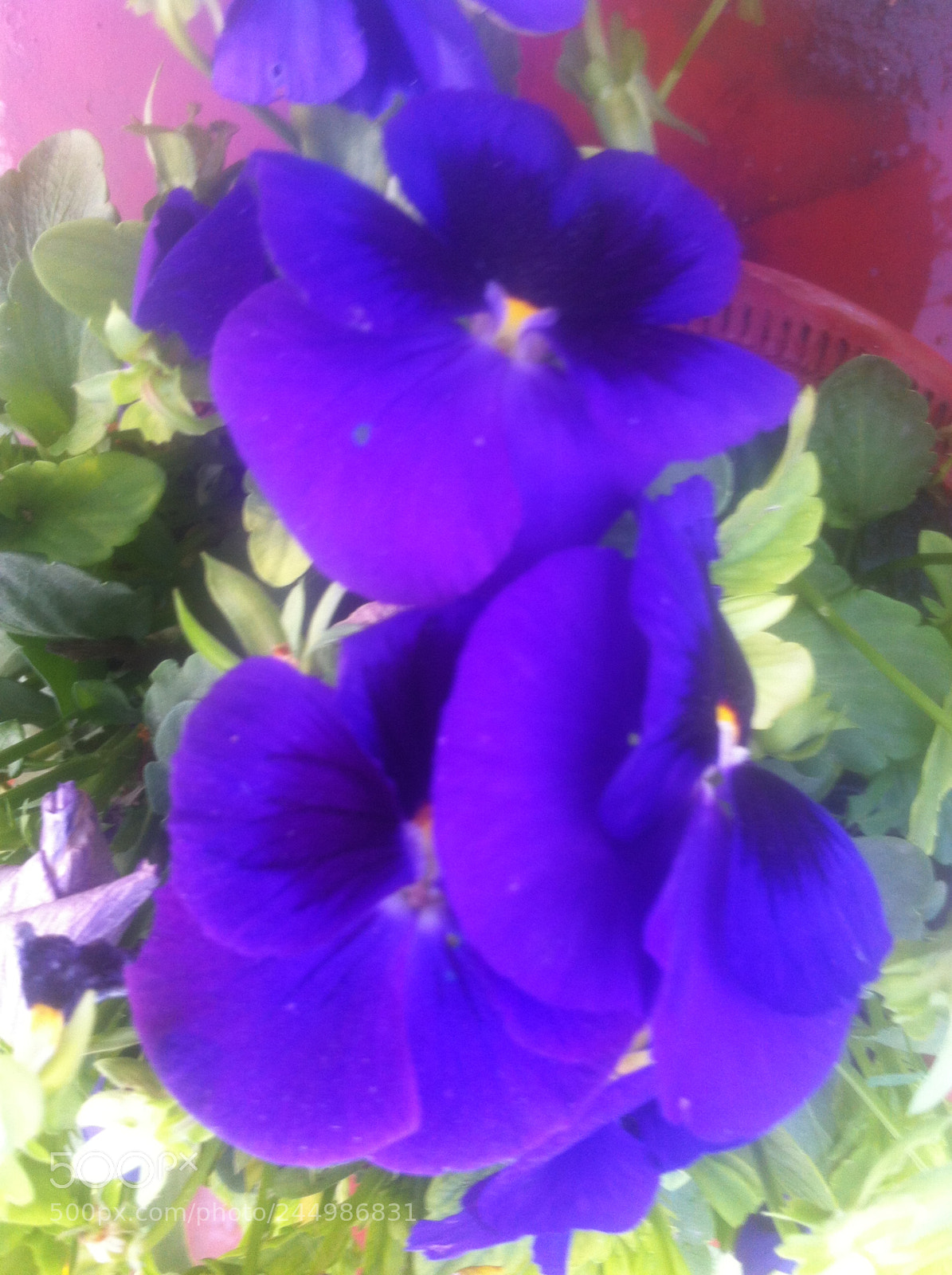 Apple iPhone 4 sample photo. Img photography