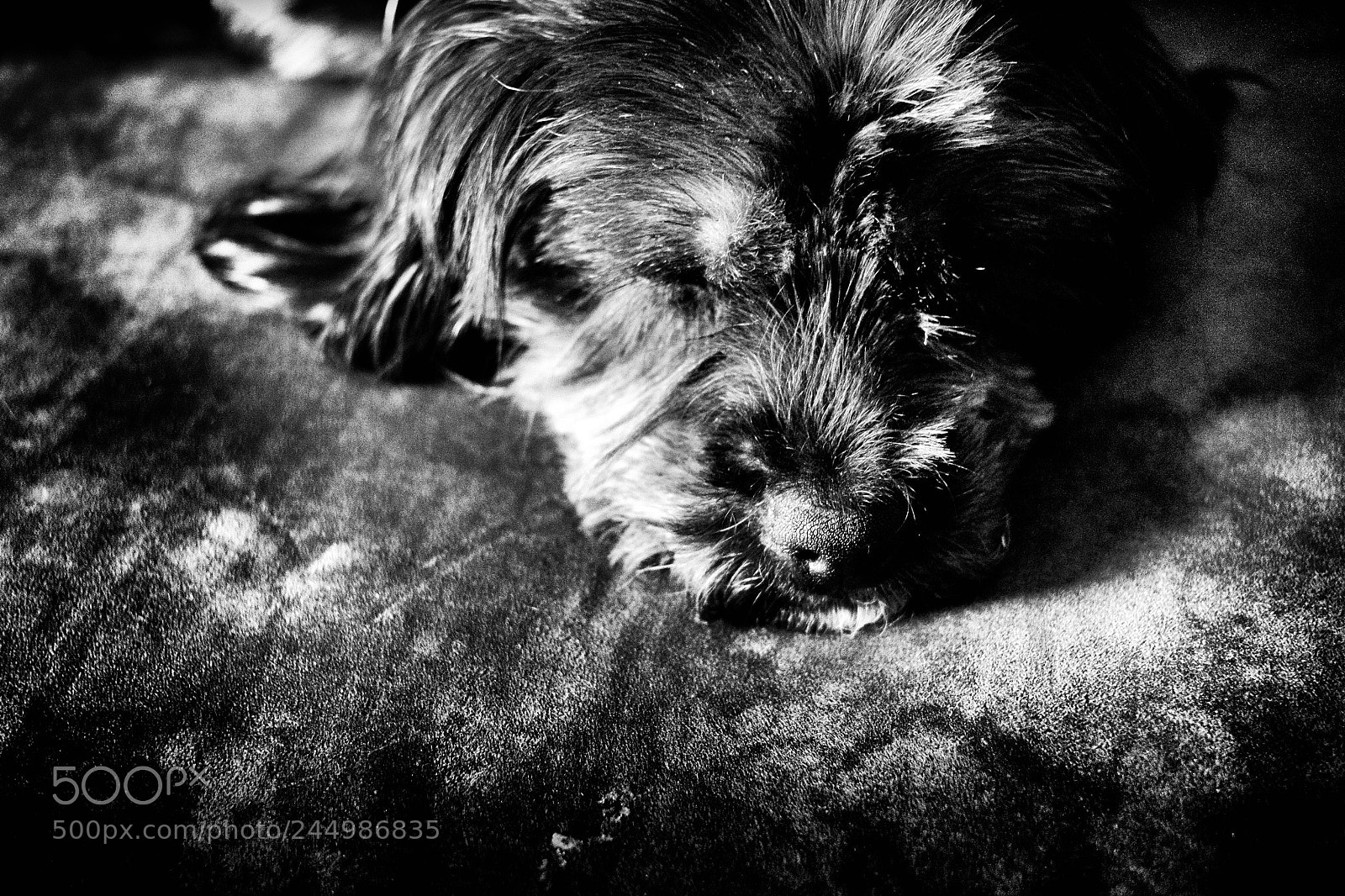 Fujifilm X-T10 sample photo. Sleeping sophia photography