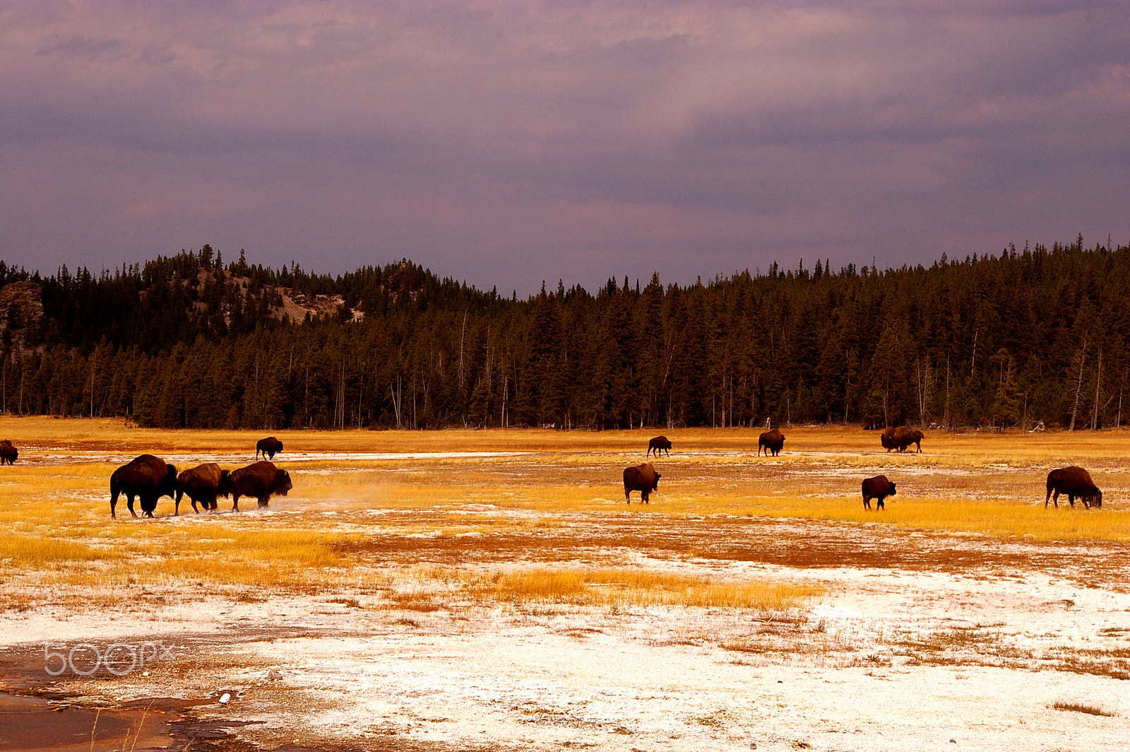 Samsung GX-1L sample photo. Bisons, yellowstone np, usa photography