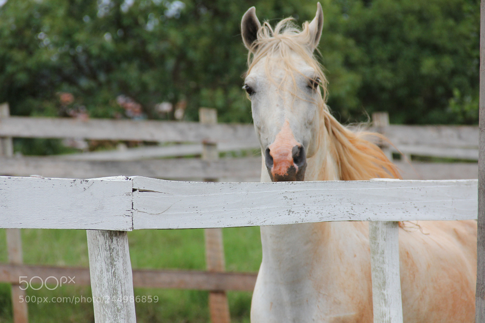 Canon EOS 60D sample photo. White horse photography