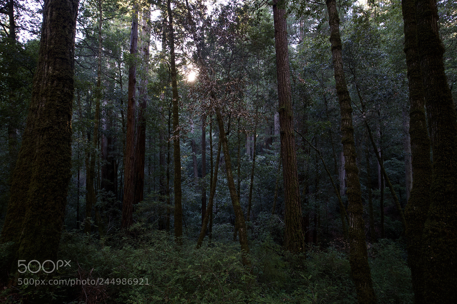 Canon EOS 6D sample photo. Big basin redwoods state photography