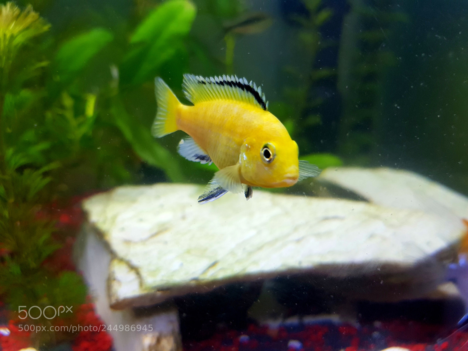Samsung Galaxy S8+ sample photo. Yellow lab photography
