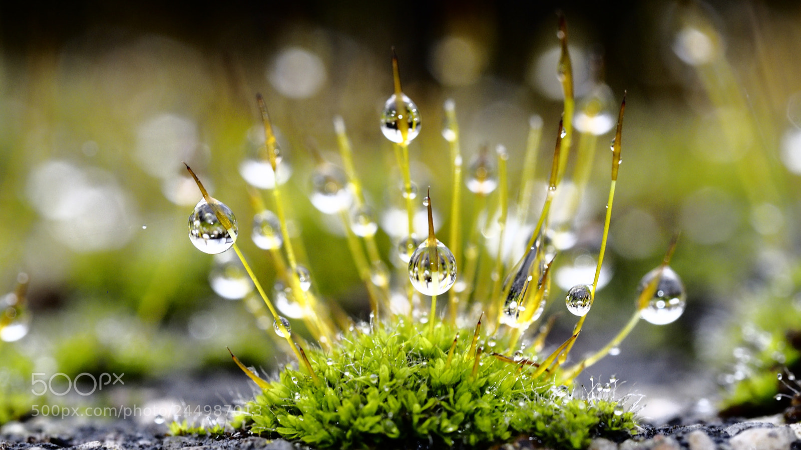 Olympus OM-D E-M10 II sample photo. Rain drop photography