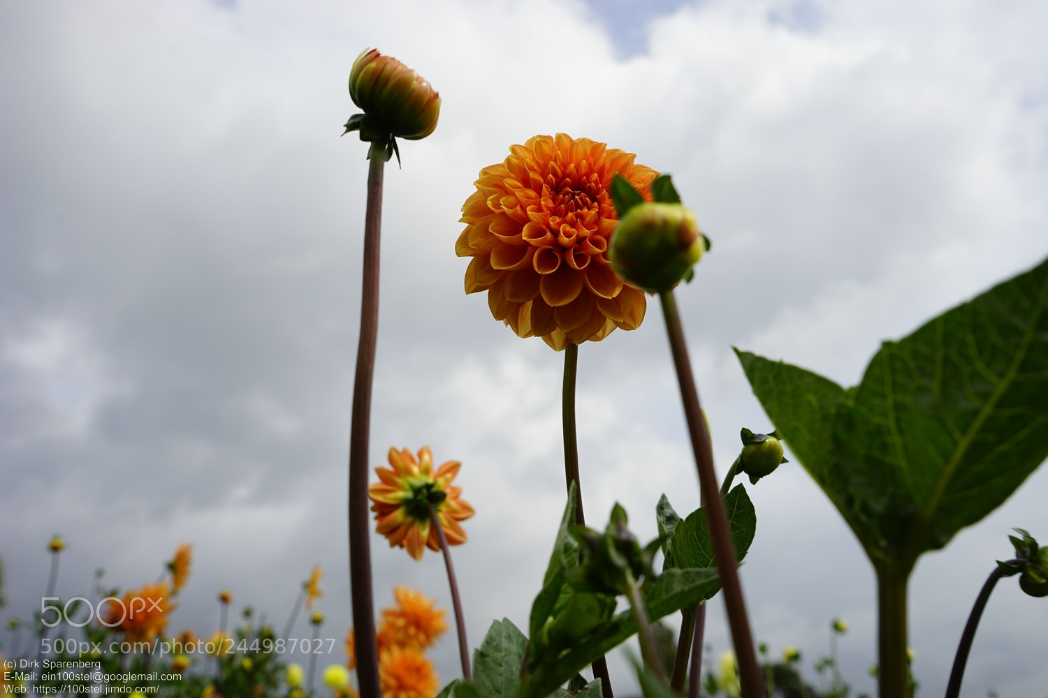 Sony a7 II sample photo. Untitled photography