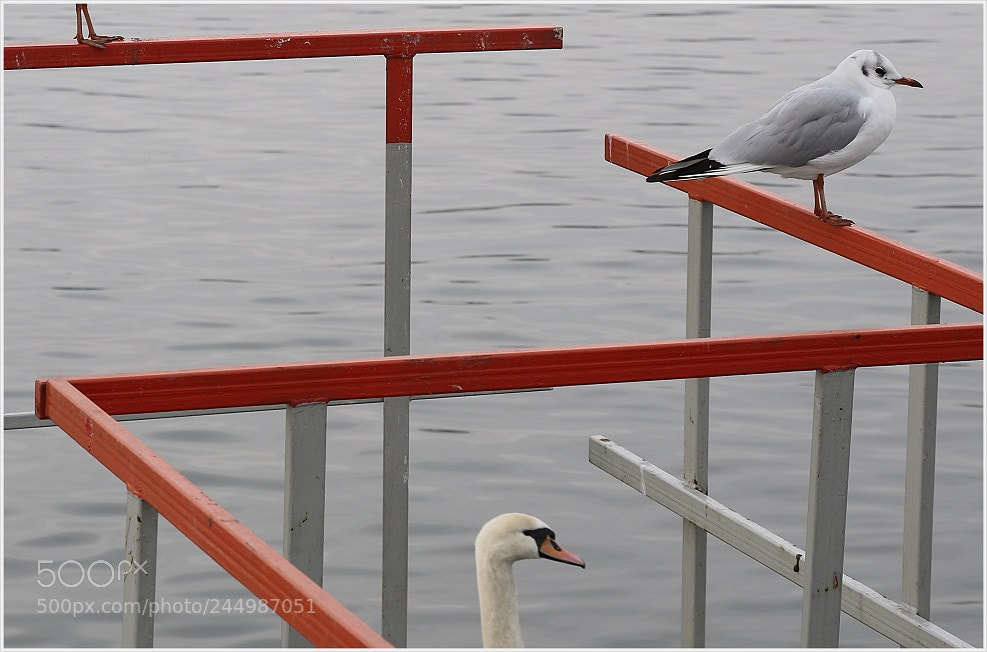 Canon EOS 7D Mark II sample photo. Untitled photography