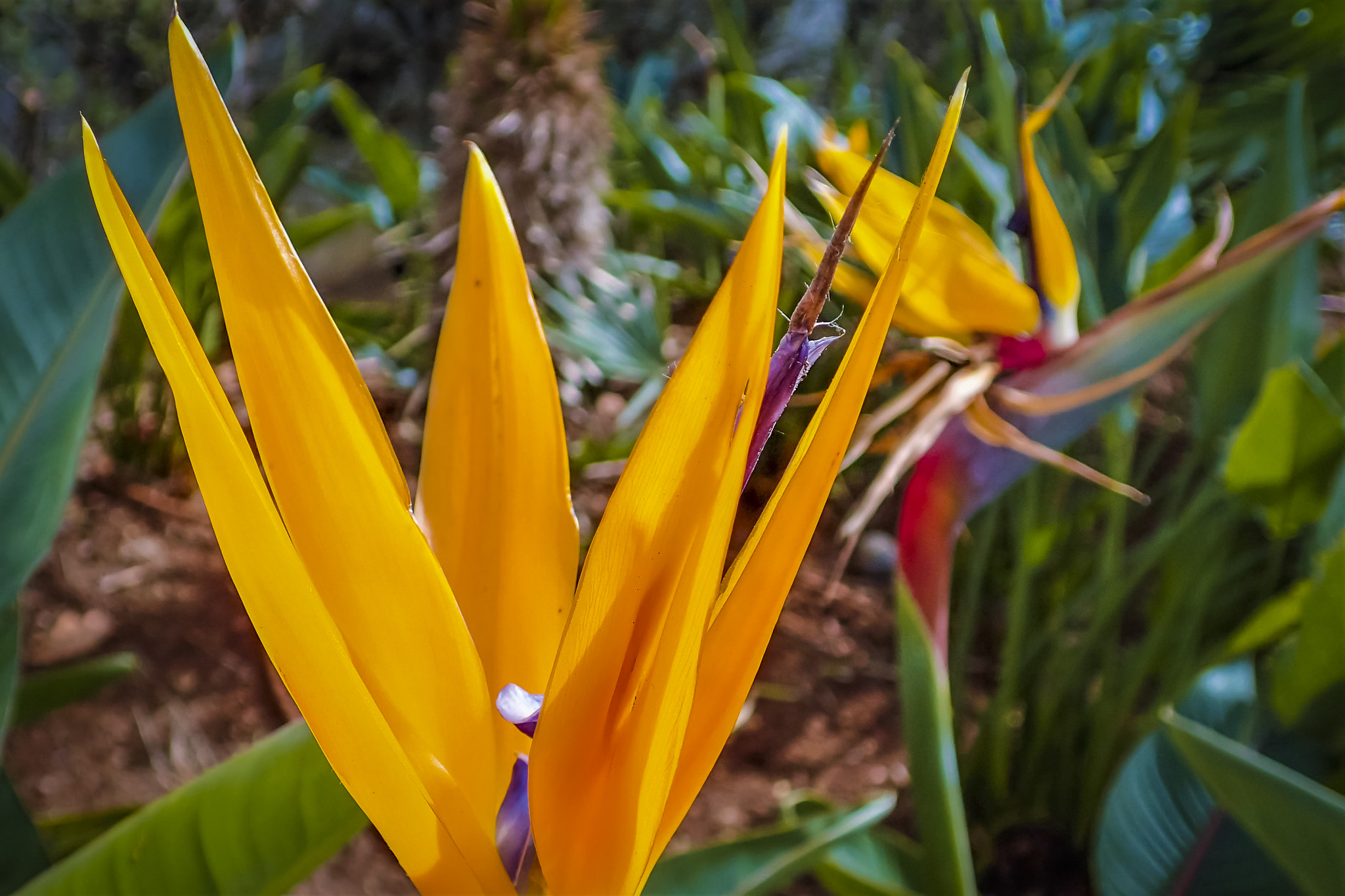 Olympus TG-3 sample photo. Funchal, madeira / portugal - flowers photography