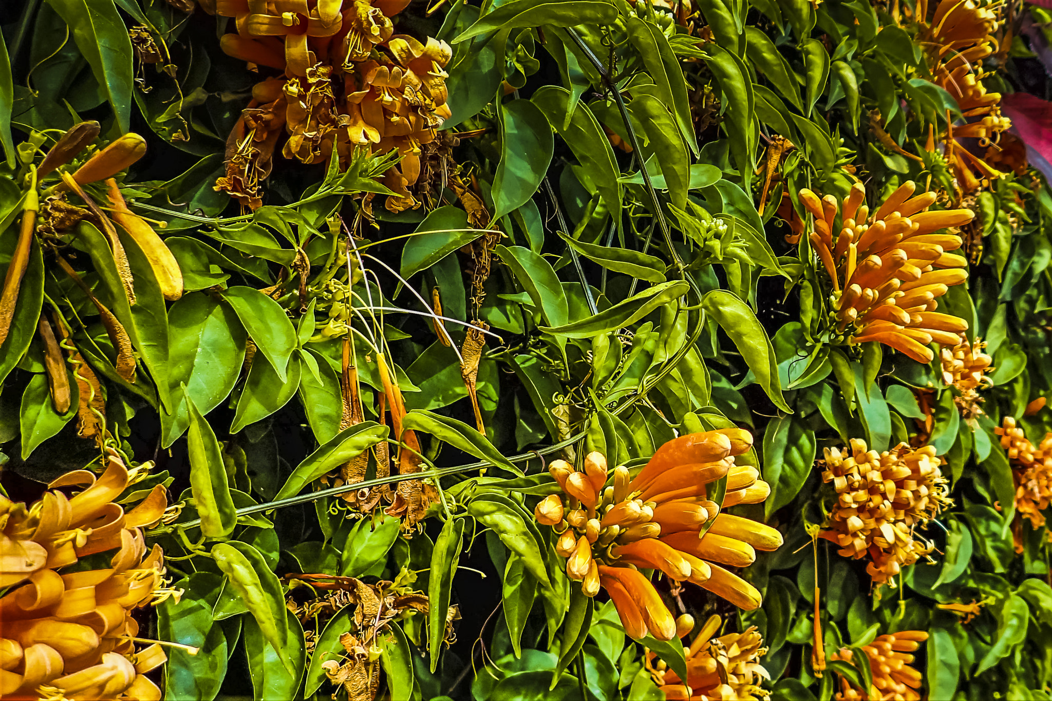 Olympus TG-3 sample photo. Funchal, madeira / portugal - flowers photography