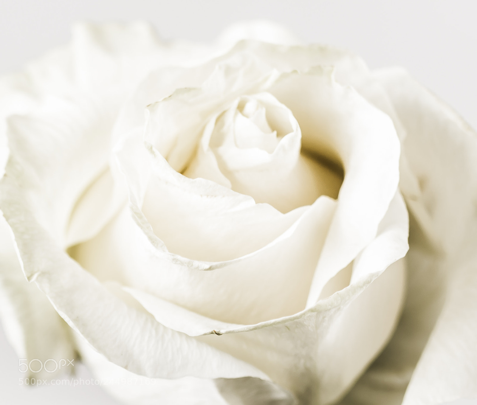 Nikon D7200 sample photo. Hi-key rose photography