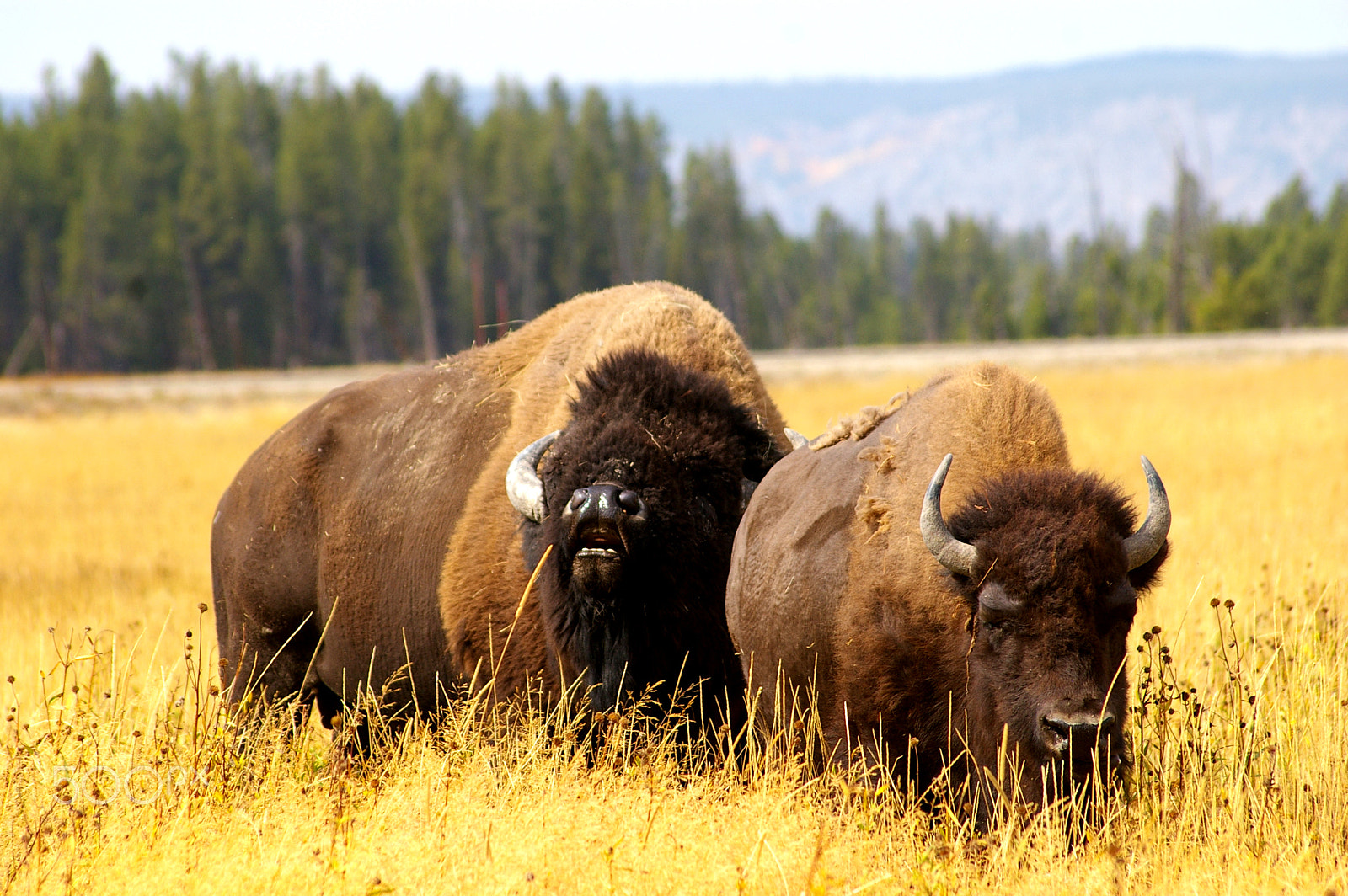 Samsung GX-1L sample photo. Bisons, yellowstone np, usa photography