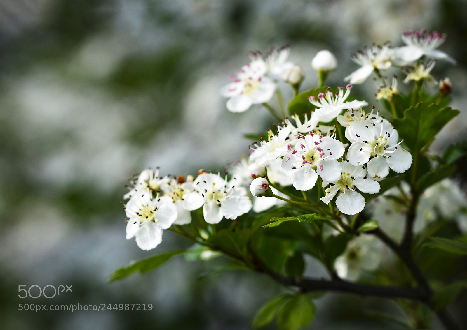 Nikon D5500 sample photo. White flowers of hawthorn photography