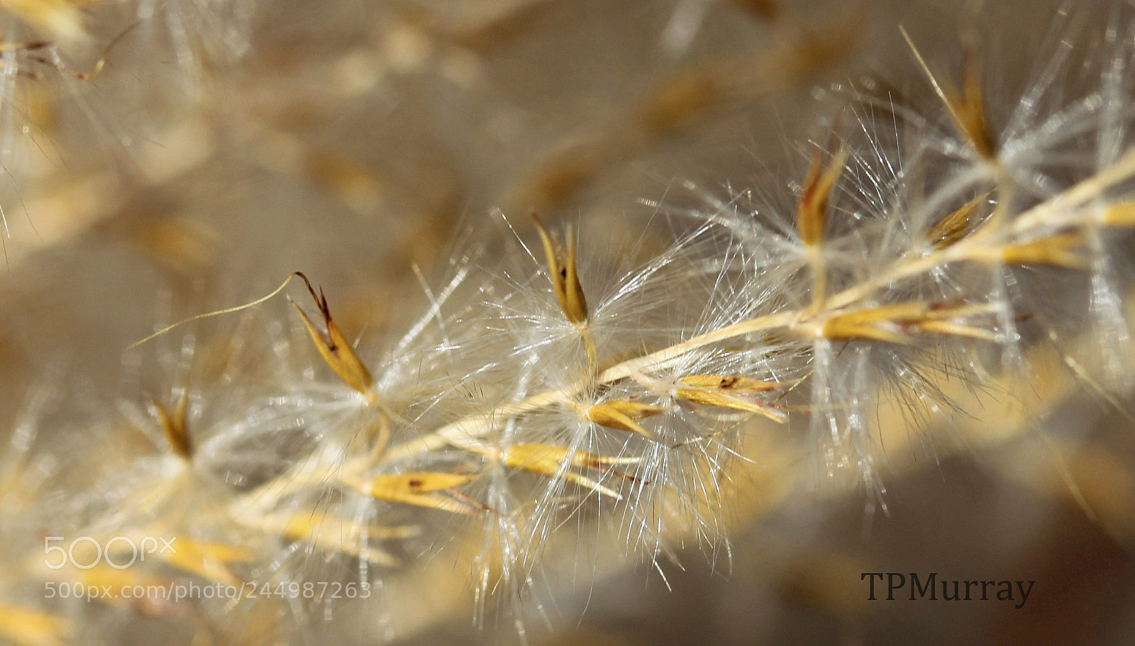 Canon EOS 600D (Rebel EOS T3i / EOS Kiss X5) sample photo. Waiting for spring photography
