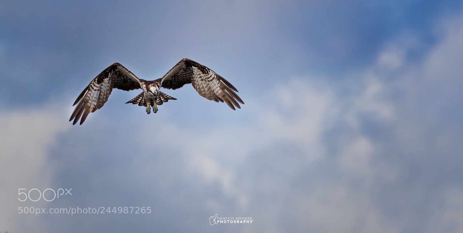 Canon EOS-1D X Mark II sample photo. Osprey photography
