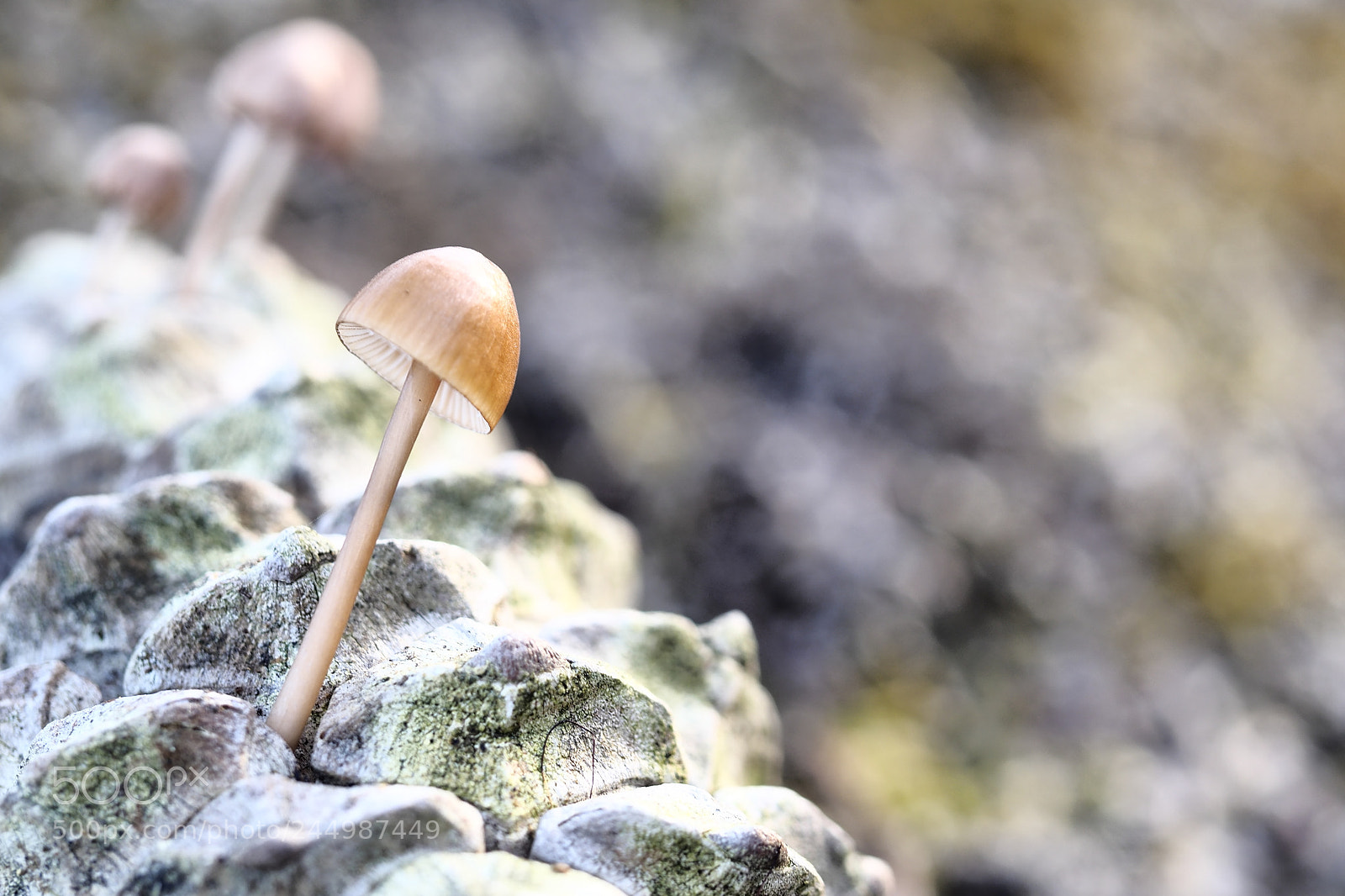 Olympus OM-D E-M10 II sample photo. Growing in at different photography
