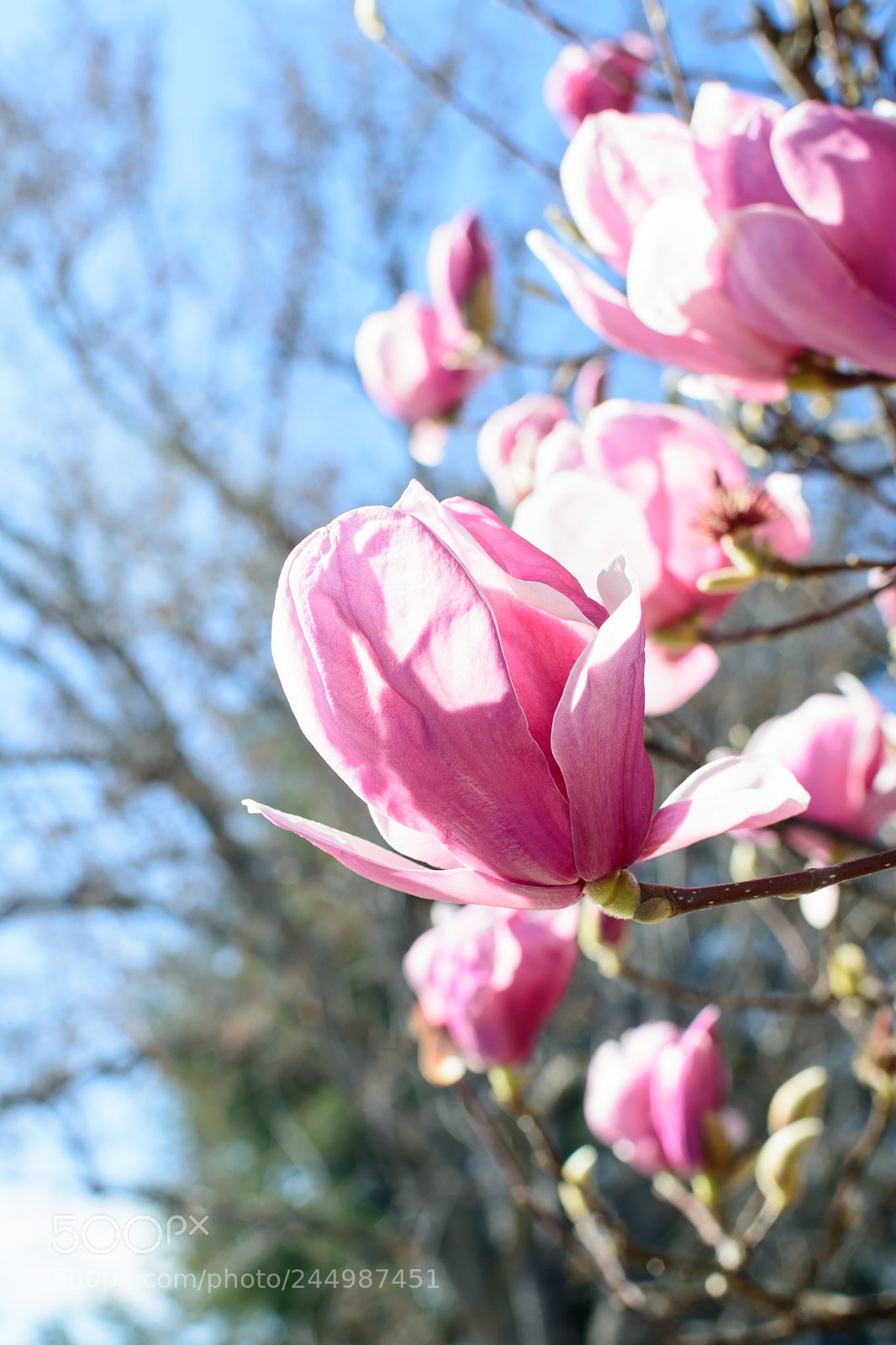 Nikon D7100 sample photo. Spring the actress photography