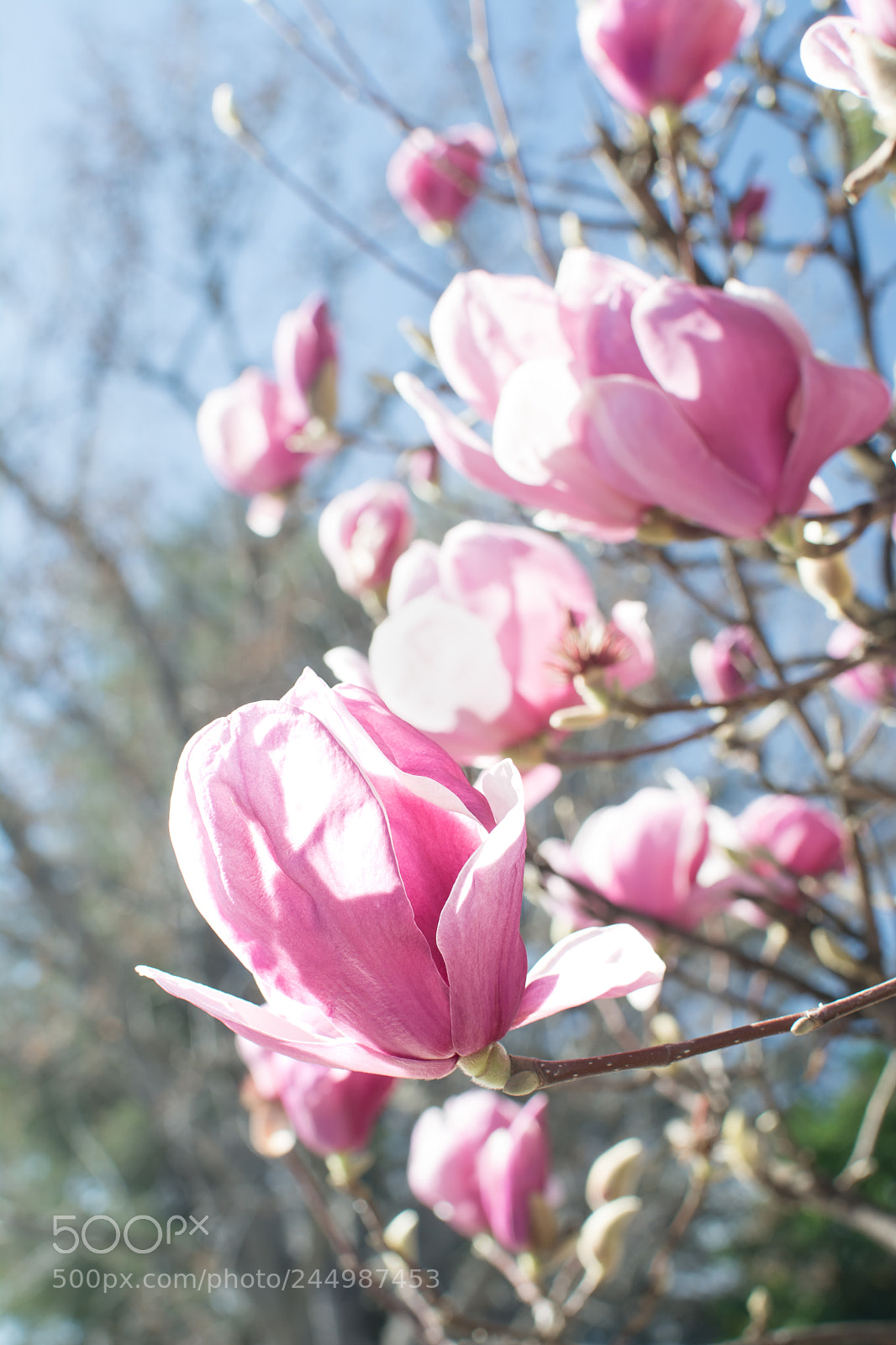 Nikon D7100 sample photo. The light spring air photography