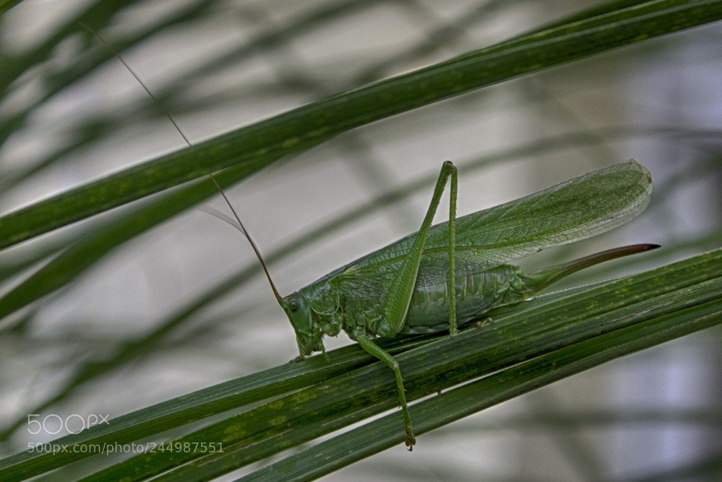 Canon EOS 1100D (EOS Rebel T3 / EOS Kiss X50) sample photo. Grasshopper photography