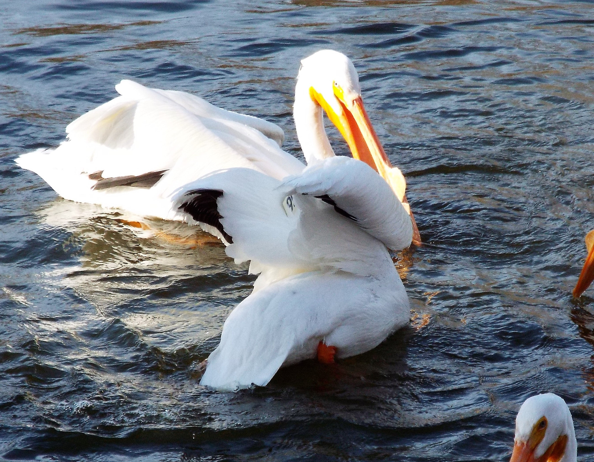 Fujifilm FinePix S9200 S9250 S9150 sample photo. Birds photography