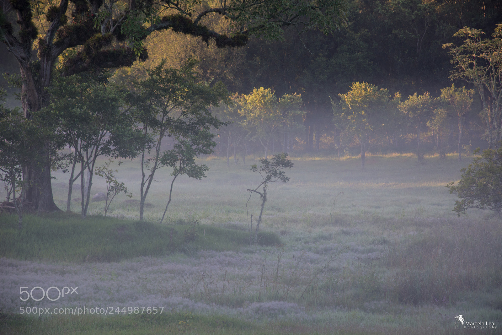 Nikon D7100 sample photo. Fragments of nature - 10 photography