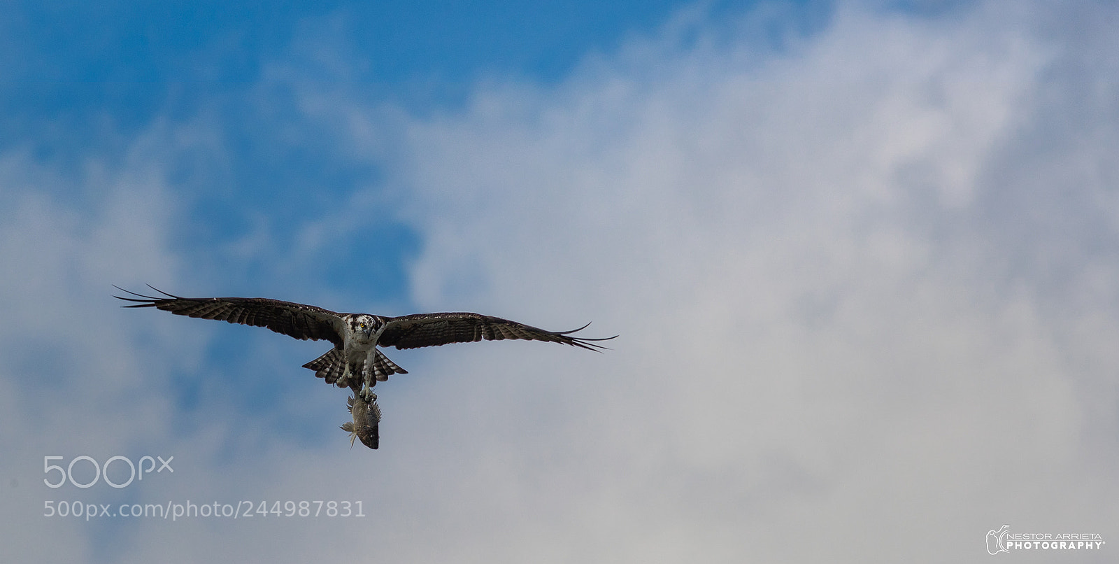 Canon EOS-1D X Mark II sample photo. Fishing photography