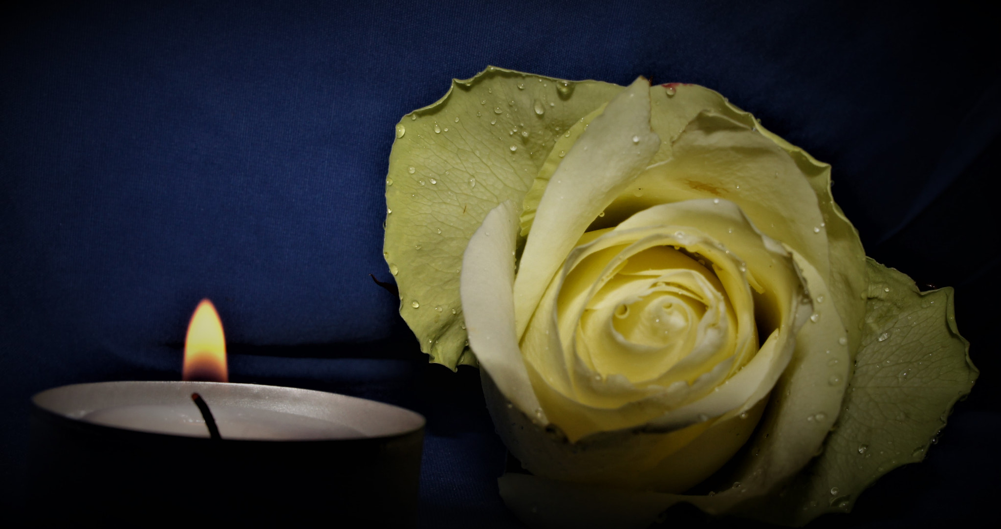 Sony Alpha NEX-C3 + Canon TS-E 90mm F2.8 Tilt-Shift sample photo. Rose photography