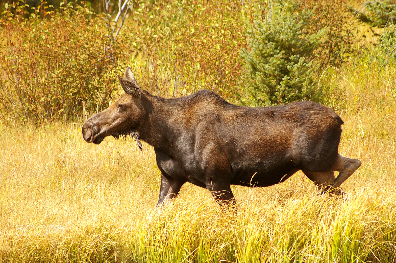 Samsung GX-1L sample photo. Cow elk, grand teton national park, wyoming, usa photography