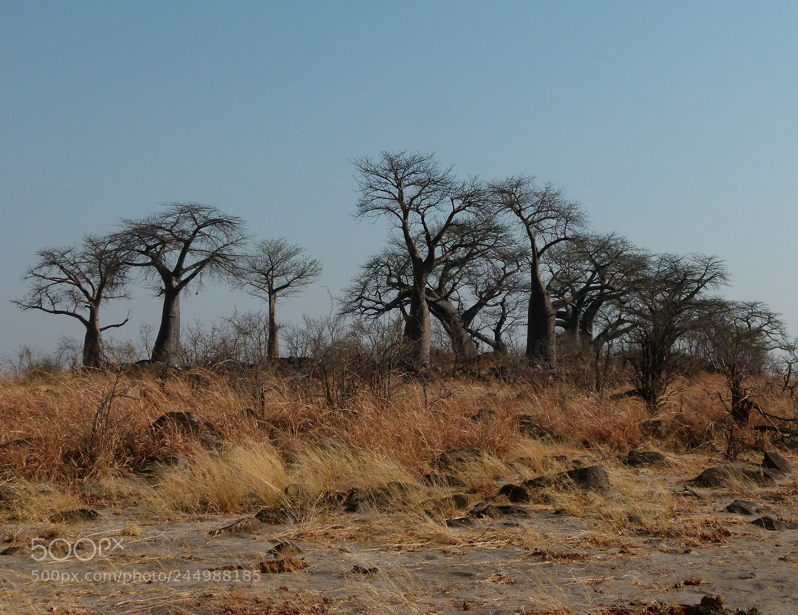Panasonic Lumix DMC-FZ100 sample photo. Baobab trees photography