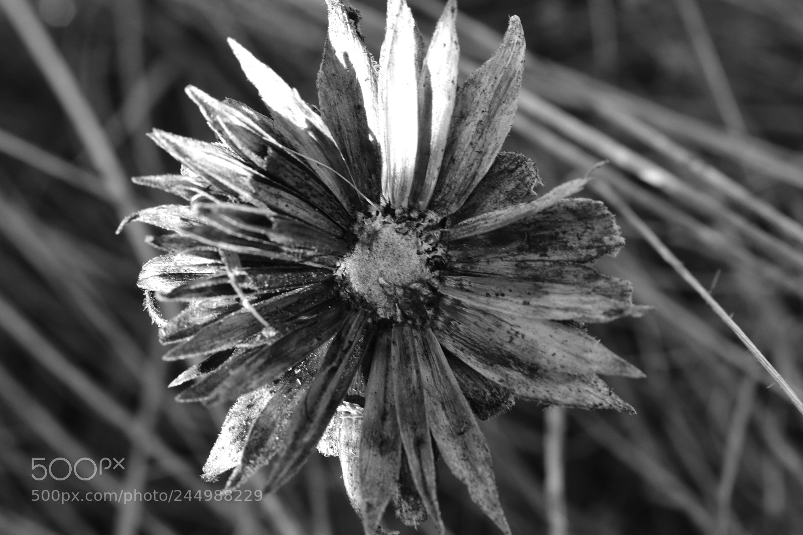 Nikon D5600 sample photo. Untitled photography