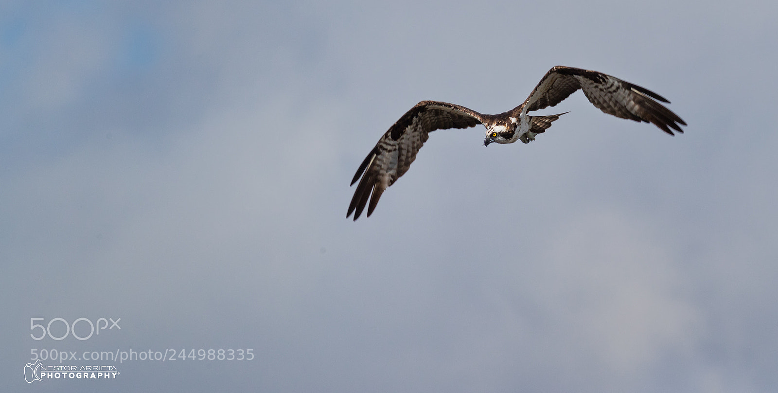 Canon EOS-1D X Mark II sample photo. Looking photography