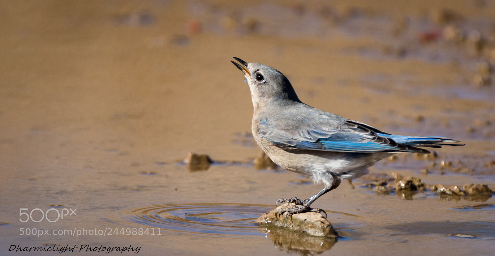Canon EOS 7D Mark II sample photo. Mountain bluebird photography
