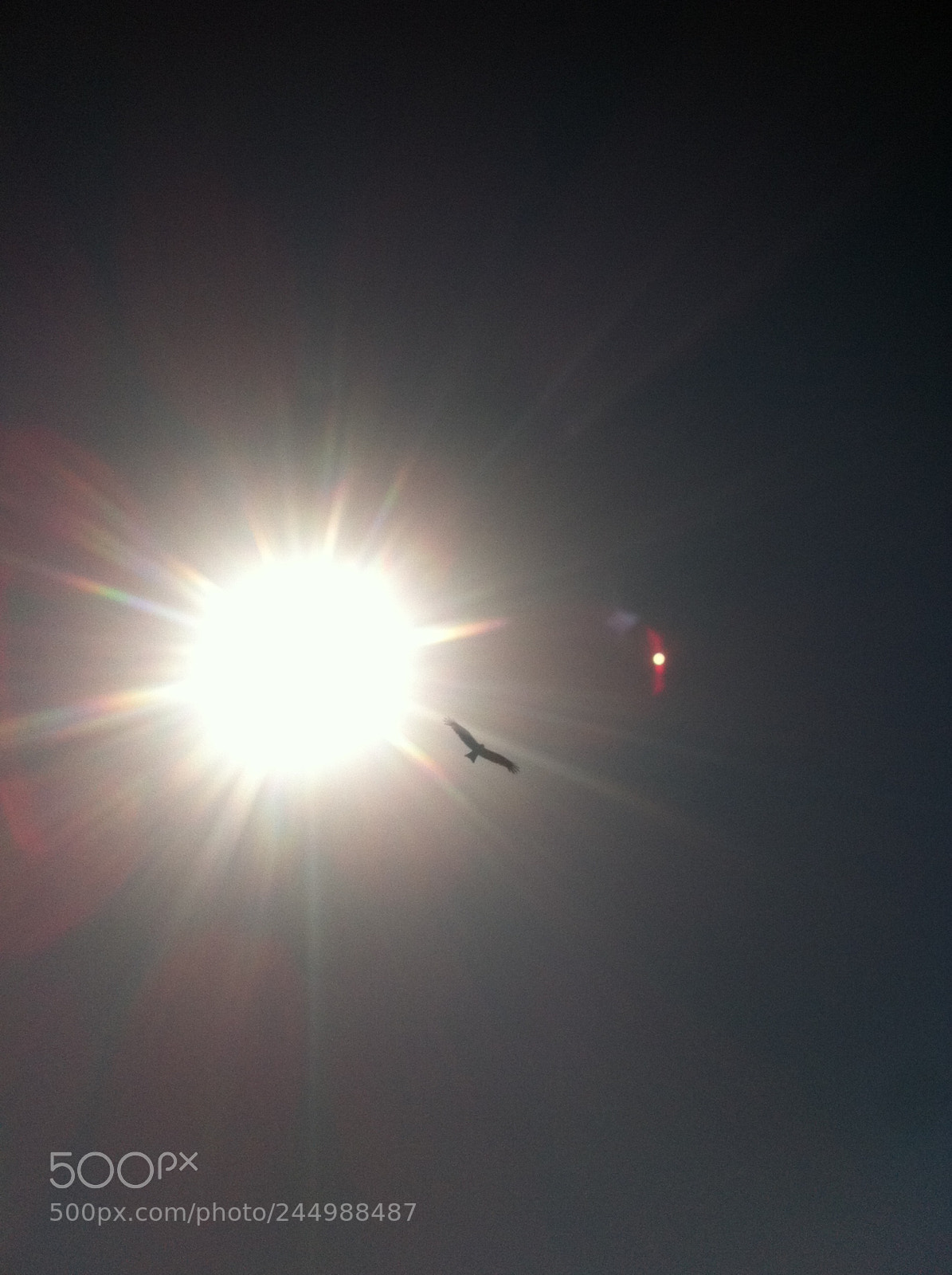 Apple iPhone 4 sample photo. Flying eagle photography