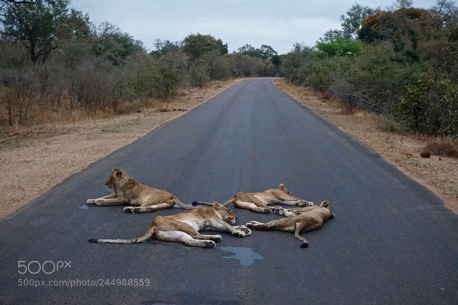 Sony Alpha a5000 (ILCE 5000) sample photo. Lions at kruger national photography