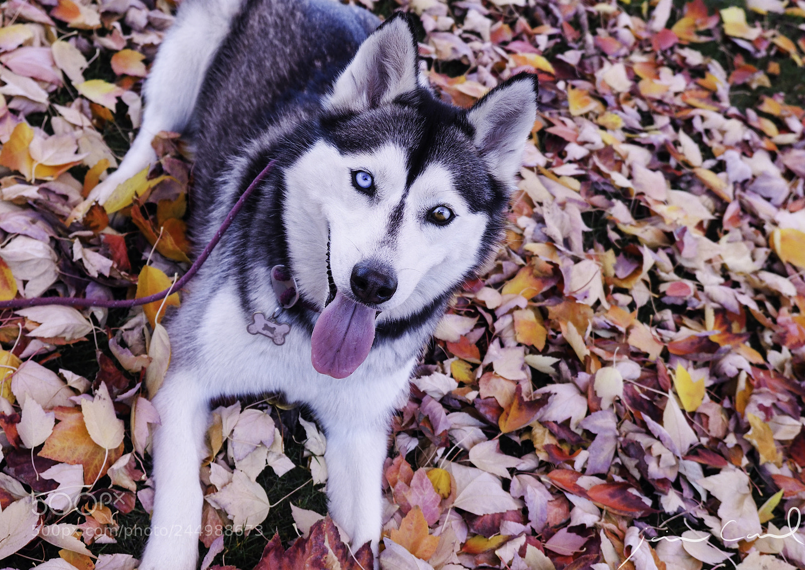 Olympus OM-D E-M1 Mark II sample photo. Husky lying in red photography
