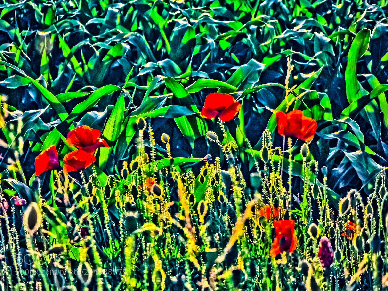 Olympus OM-D E-M10 sample photo. Poppies in a cornfield photography