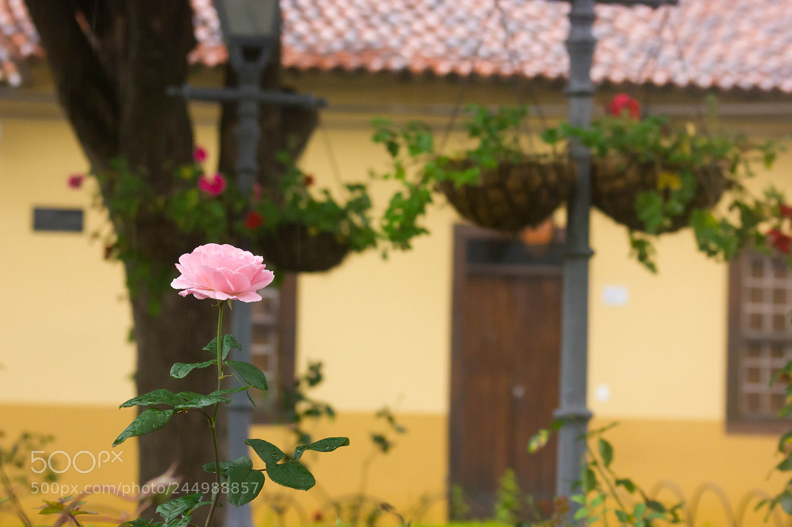 Canon EOS 550D (EOS Rebel T2i / EOS Kiss X4) sample photo. Rose photography