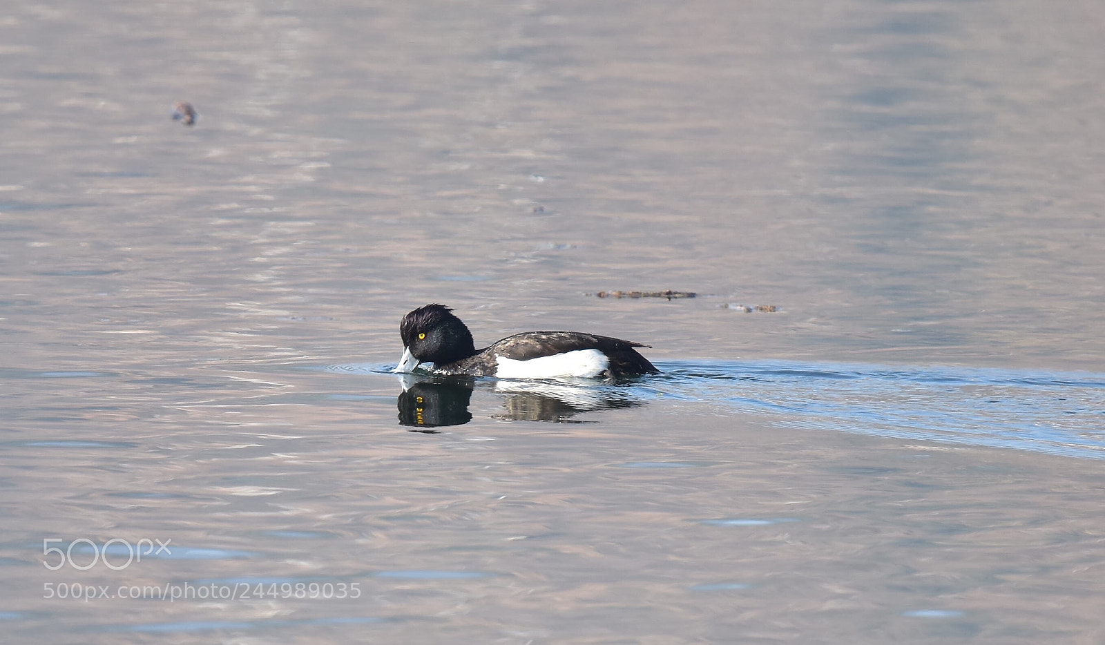 Nikon D7200 sample photo. Duck photography