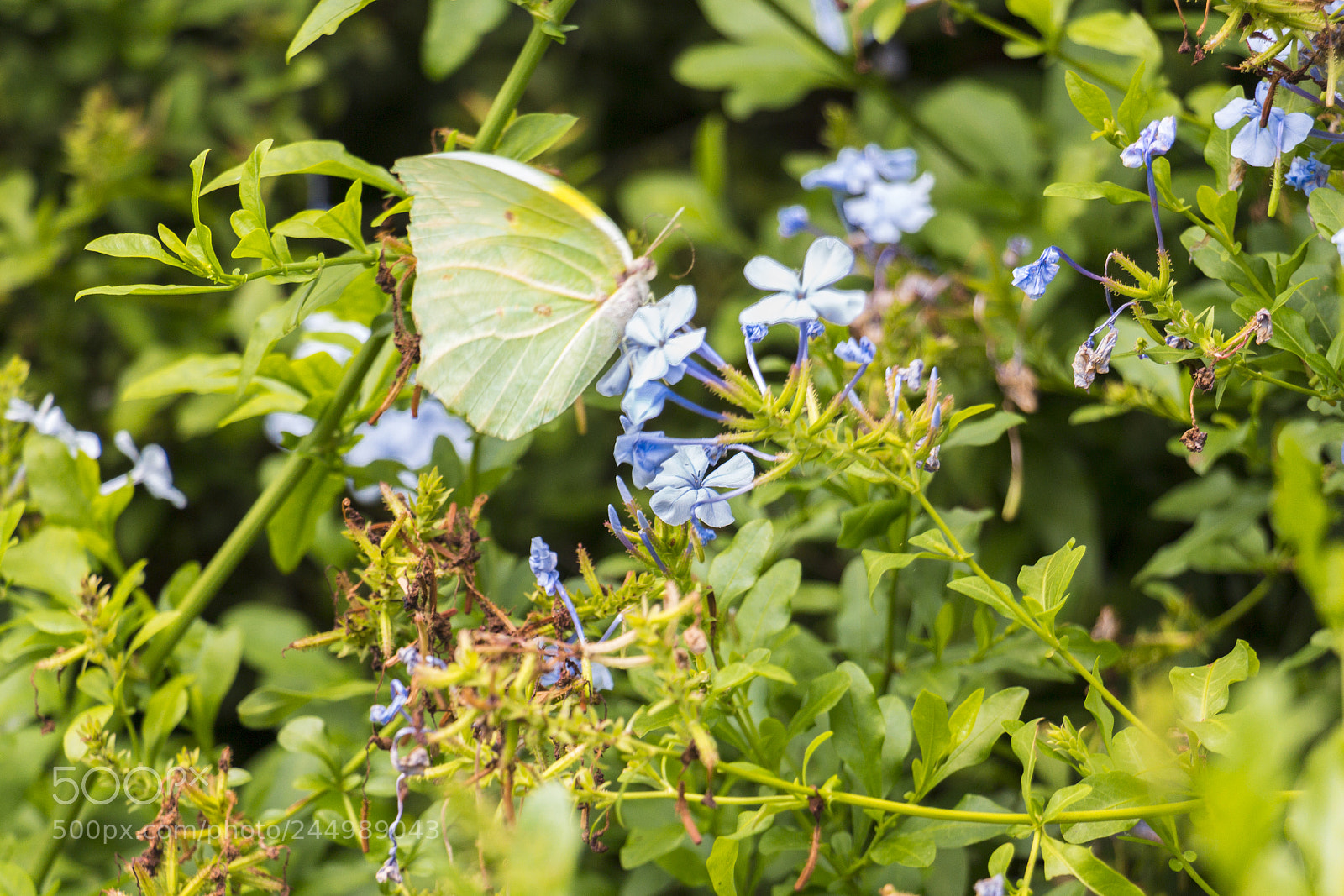 Canon EOS 700D (EOS Rebel T5i / EOS Kiss X7i) sample photo. Borboleta branca photography