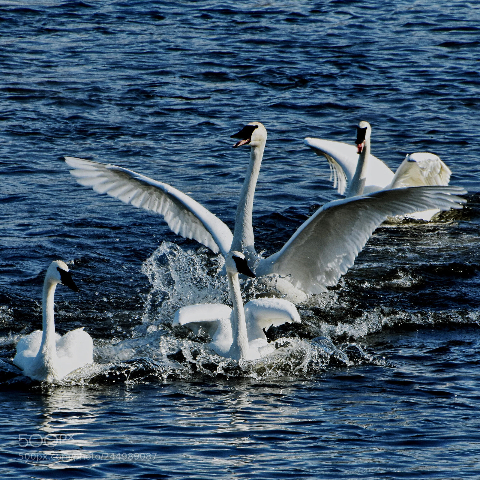 Nikon D3400 sample photo. Playful swans photography