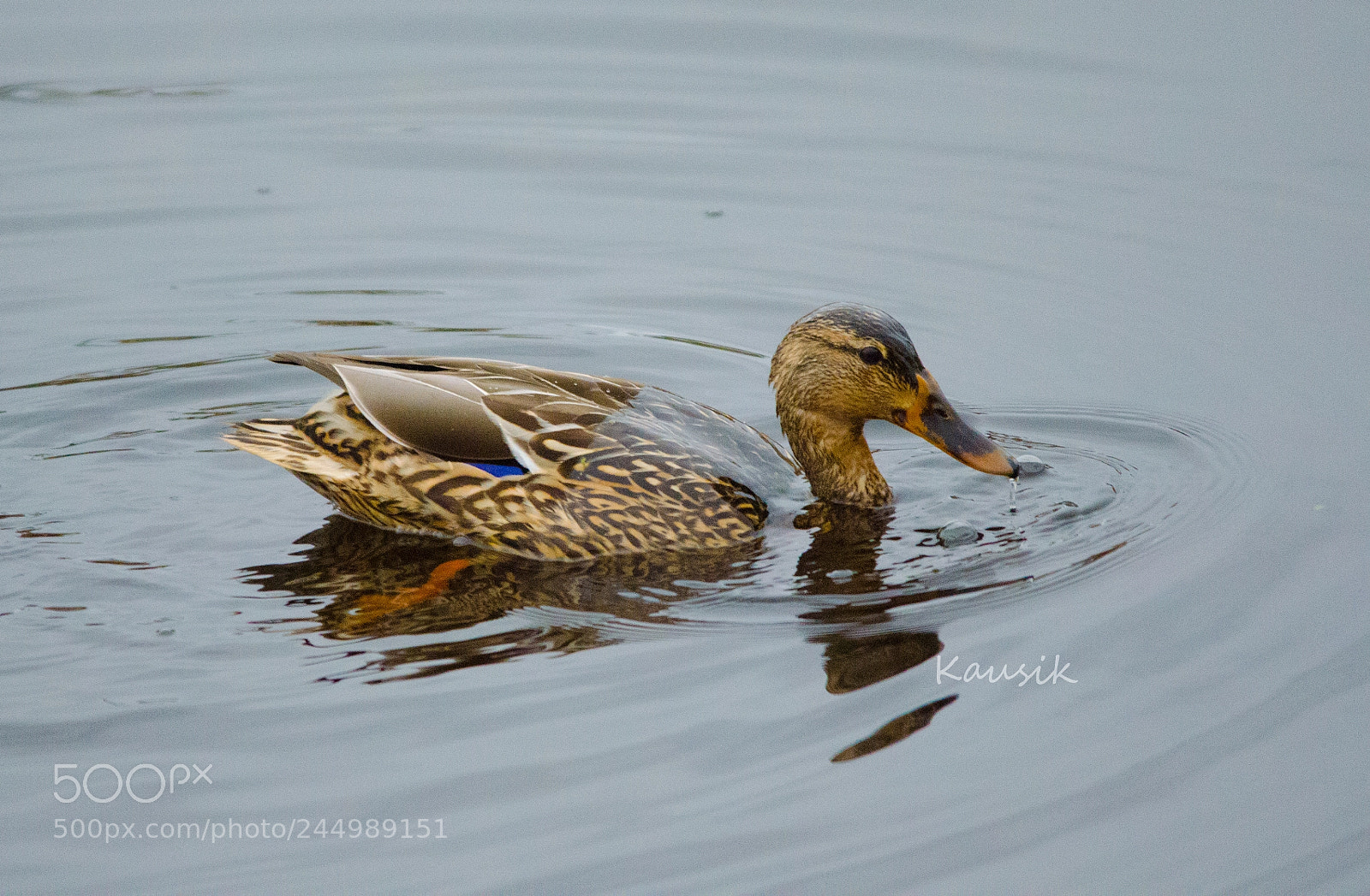 Nikon D5100 sample photo. Mallard photography