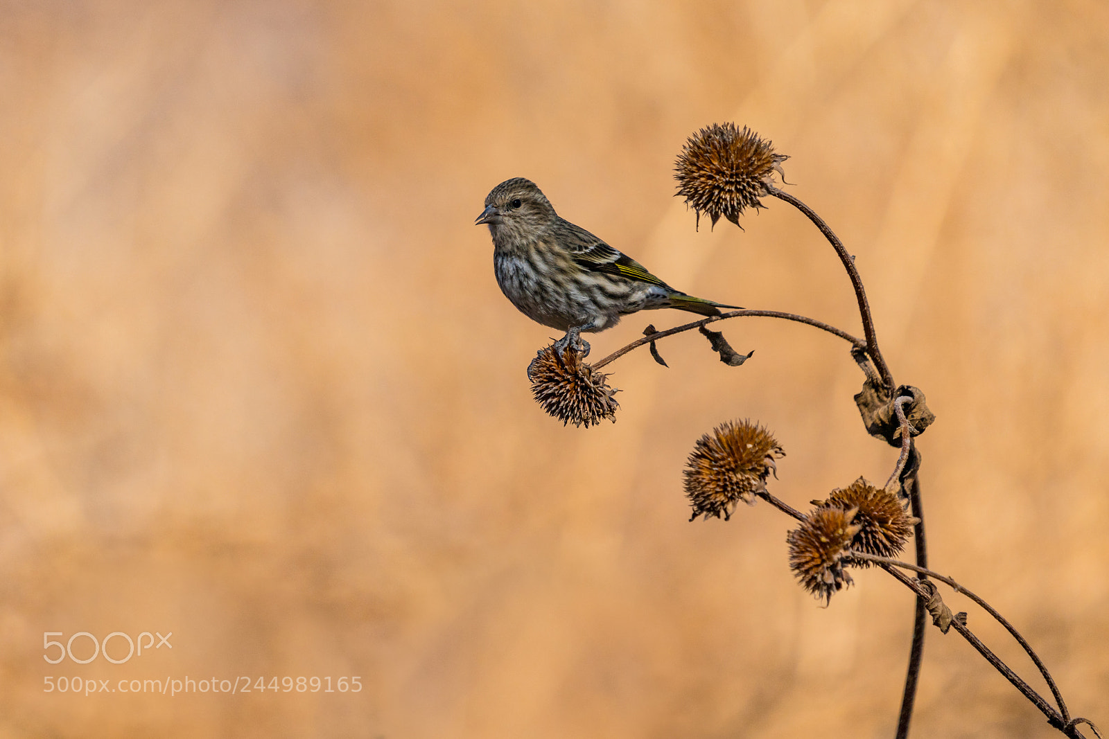 Sony a7R III sample photo. Pine siskin photography