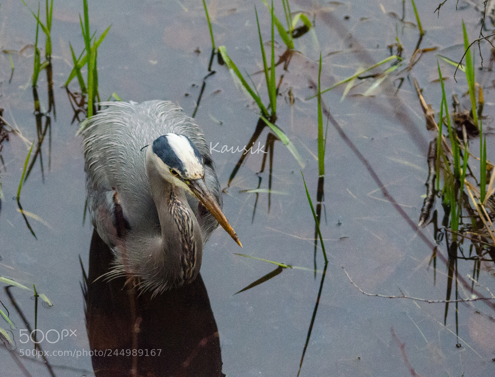Nikon D5100 sample photo. Great blue heron photography