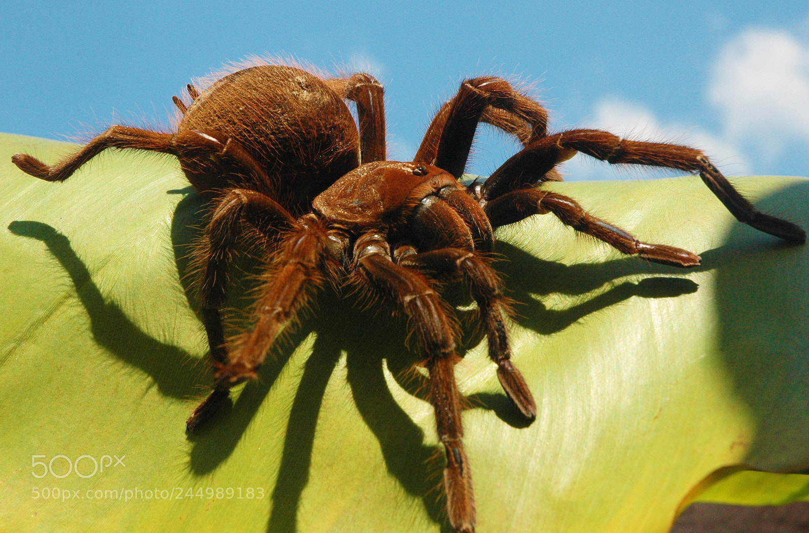 Nikon D70s sample photo. Tarantula goliath photography